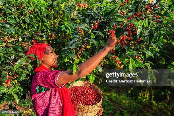 joven africana recogiendo cerezas de café, áfrica oriental - picking harvesting fotografías e imágenes de stock