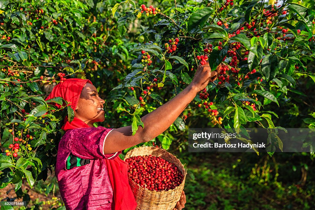 Jeune femme africaine collectionnant des cerises de café, Afrique de l’Est