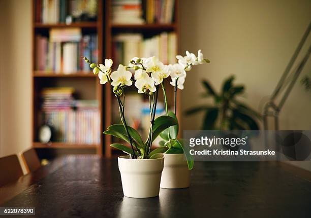 interior scene,two orchid plants on a wooden table - orchid 個照片及圖片檔