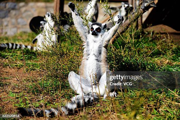 The ring-tailed lemurs bask in the sun at Qingdao Forest Wildlife World On November 10, 2016 in Qingdao, Shandong Province of China. Living in...