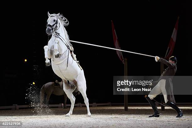 Lipizzan horse from the Spanish Riding School of Vienna takes part in a photocall to promote their upcoming performances at Wembley Arena on November...