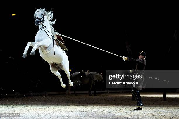 Horse rider from the Spanish Riding School of Vienna performs during their 450th Anniversary tour in London, United Kingdom on November 10, 2016. The...