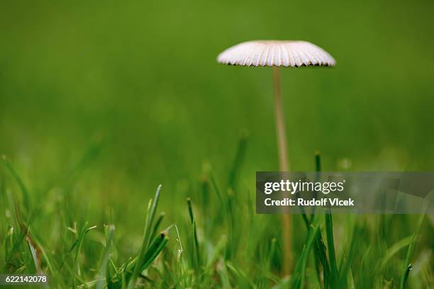 mushroom (marasmius oreades) close up, green blurry background - marasmius stock pictures, royalty-free photos & images