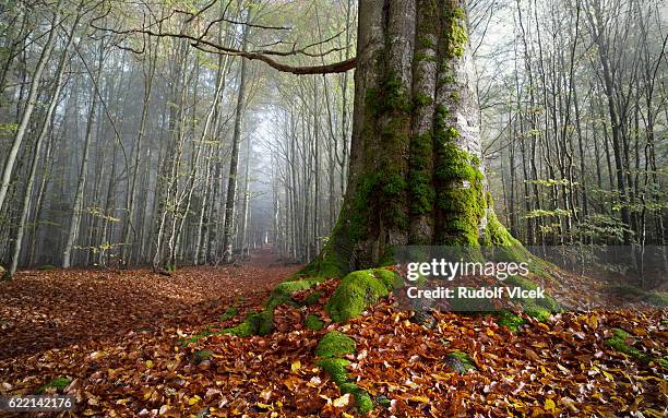 giant old gnarled european beech tree, autumn foliage, forest - écorce forêt photos et images de collection