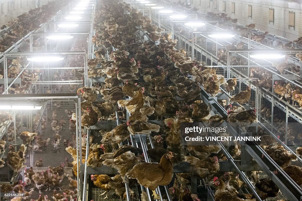 NETHERLANDS-ANIMALS-AGRICULTURE-HEALTH-BIRD-FLU