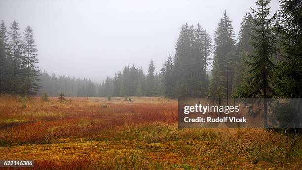 autumn coloured marshland - gloomy swamp stock pictures, royalty-free photos & images