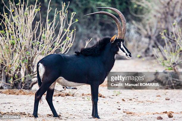 360 Sable Antelope Photos and Premium High Res Pictures - Getty Images