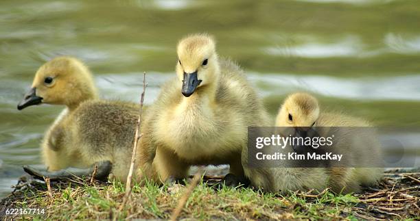 3 canada geese goslings sitting in a row - gänseküken stock-fotos und bilder