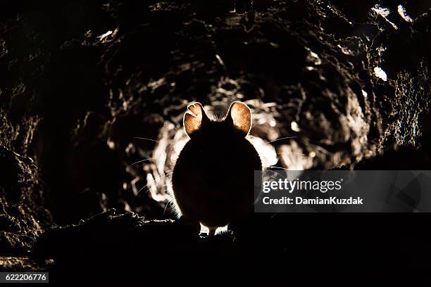 wood mouse (apodemus sylvaticus) - pests stock pictures, royalty-free photos & images