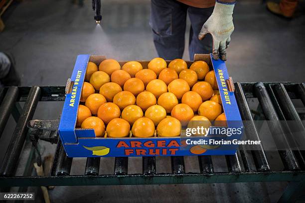 Worker sprinkles a crate of oranges with a preservative on November 04, 2016 in Nafplion, Greece.