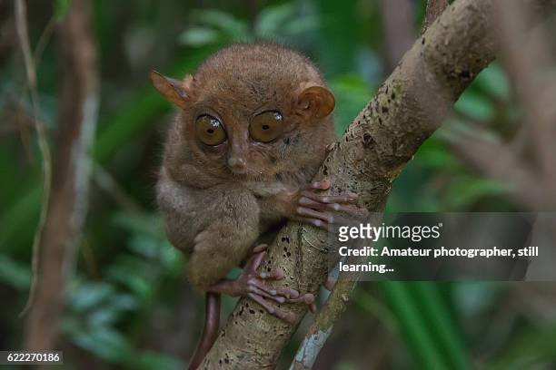 the world's smallest primate - tarsier imagens e fotografias de stock