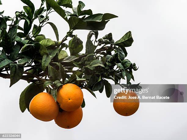 branch of an orange tree with oranges ready for the harvest - äste stock-fotos und bilder