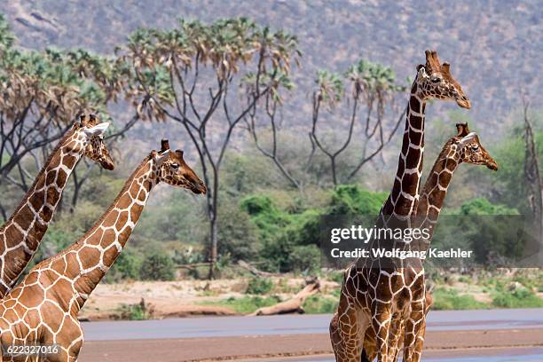 Reticulated giraffes in the Samburu National Reserve in Kenya are at the Ewaso Ngiro River to drink.