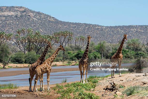Reticulated giraffes in the Samburu National Reserve in Kenya are at the Ewaso Ngiro River to drink.