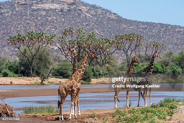 Reticulated giraffes in the Samburu National Reserve in Kenya are at the Ewaso Ngiro River to drink.