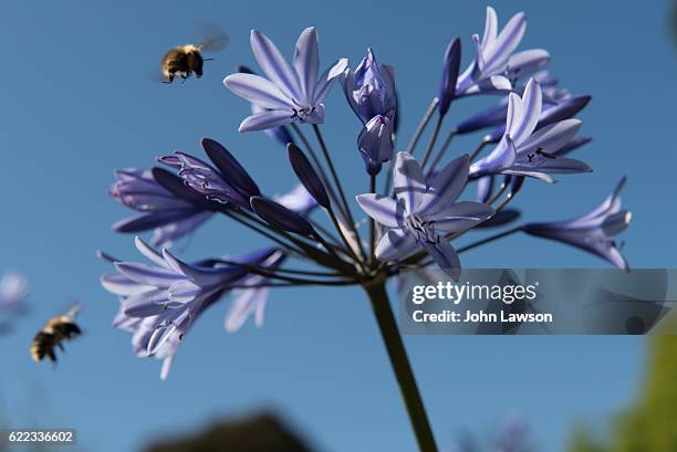 agapanthus campanulatus - afrikas blå lilja bildbanksfoton och bilder