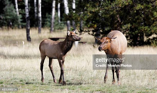 elk calf and cow at jasper national park - a female deer stockfoto's en -beelden