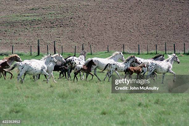 appaloosas running in pasture - appaloosa stock pictures, royalty-free photos & images