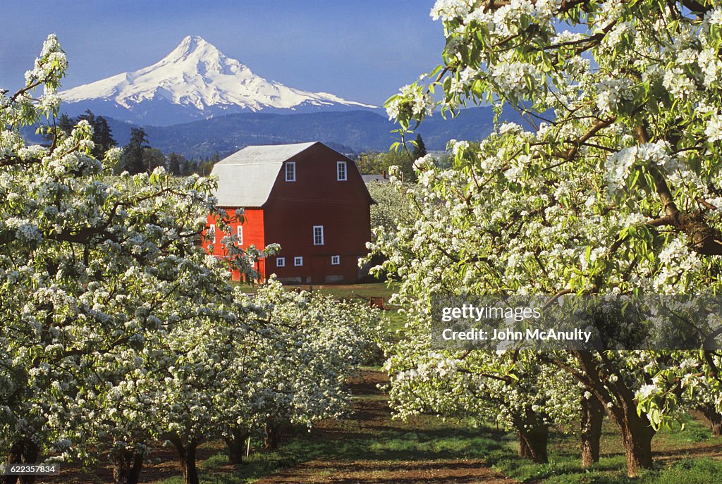 Barn in Orchard Below Mt. Hood