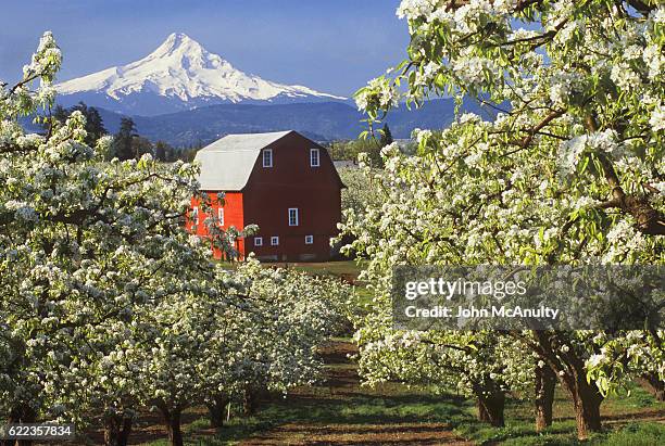 barn in orchard below mt. hood - stratovolcano 個照片及圖片檔