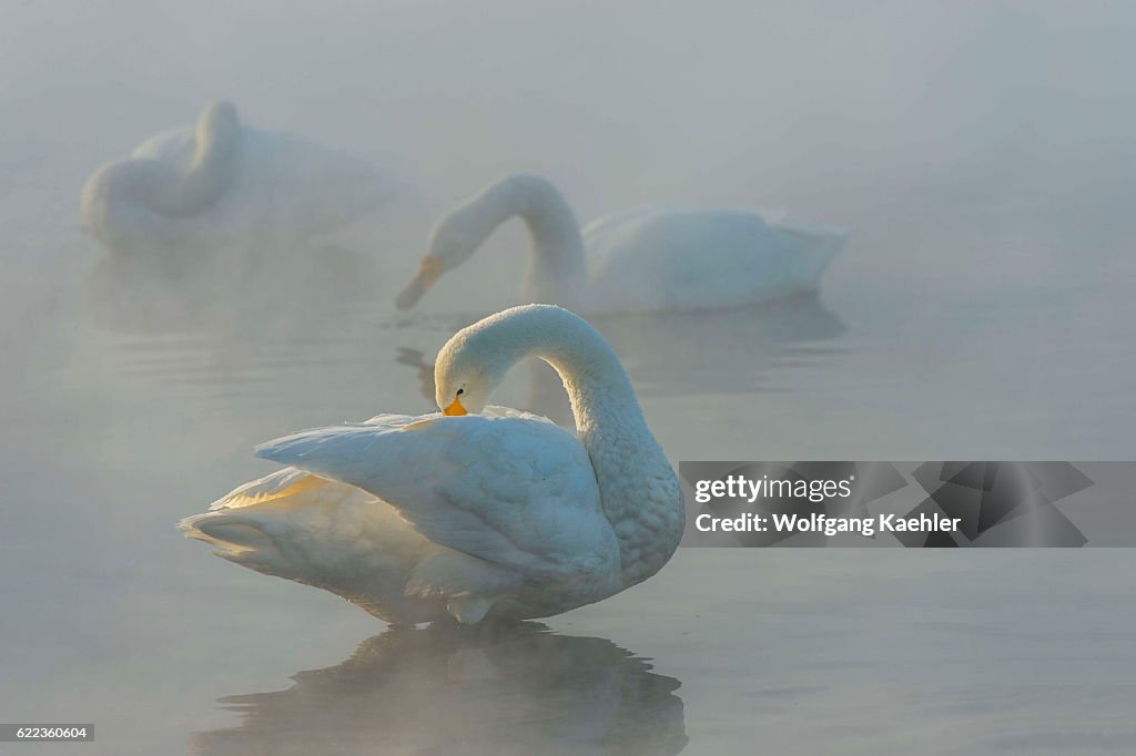Whooper swans (Cygnus cygnus) in the open water and steam at...