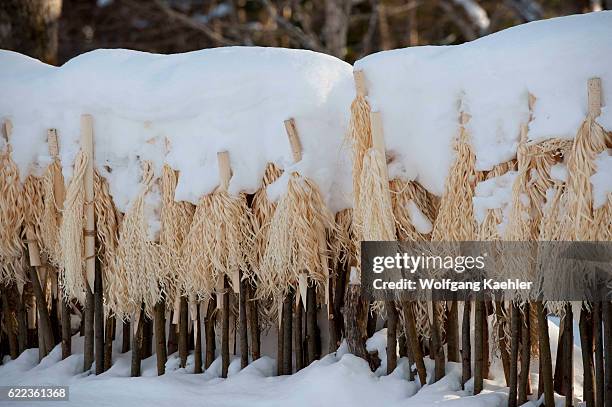 Fibers covered with snow on sticks in Ainu Kotan, which is a small Ainu village in Akankohan in Akan National Park, Hokkaido, Japan.
