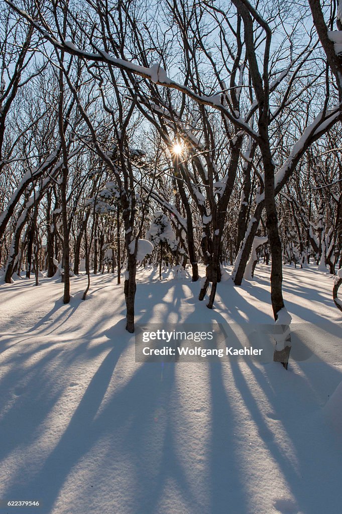 A forest scene in the winter with snow and a sunburst in...