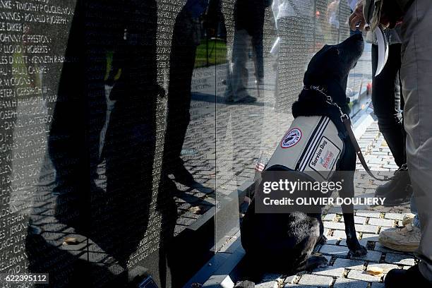 Service dog stands next to the Vietnam Veterans Memorial Wall on Veterans Day November 11, 2016 in Washington, DC. / AFP / Olivier Douliery