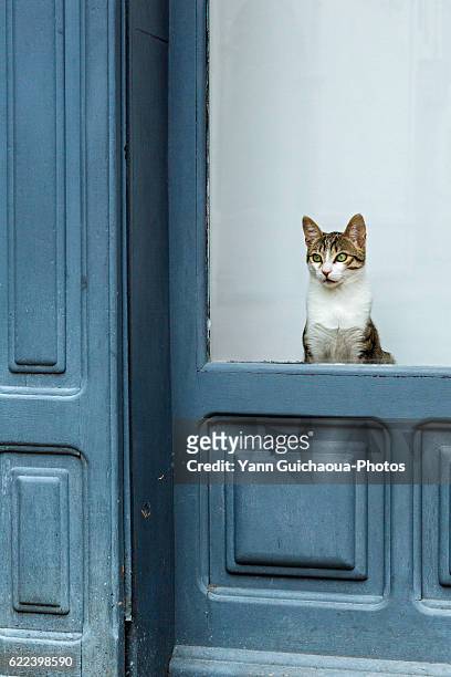 a cat looking at the street, bagneres de bigorre, haute garonne, france - hautes pyrénées stock pictures, royalty-free photos & images