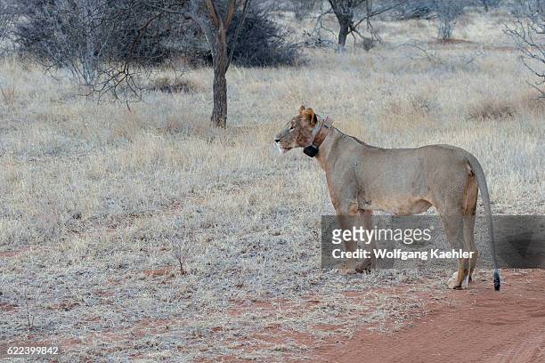 Lioness with a tracking collar in the Samburu National Reserve in Kenya.