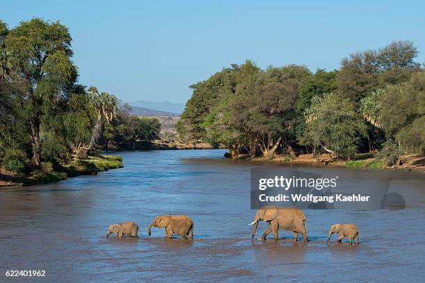 African elephants crossing the Ewaso Ngiro River in the Samburu National Reserve in Kenya.