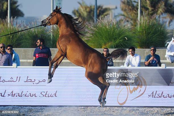 A horse is seen during the Kuwait National Arabian Horse Festival... News  Photo - Getty Images