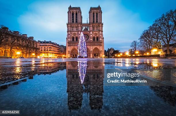 christmas tree in notre dame de paris - paris christmas stock pictures, royalty-free photos & images