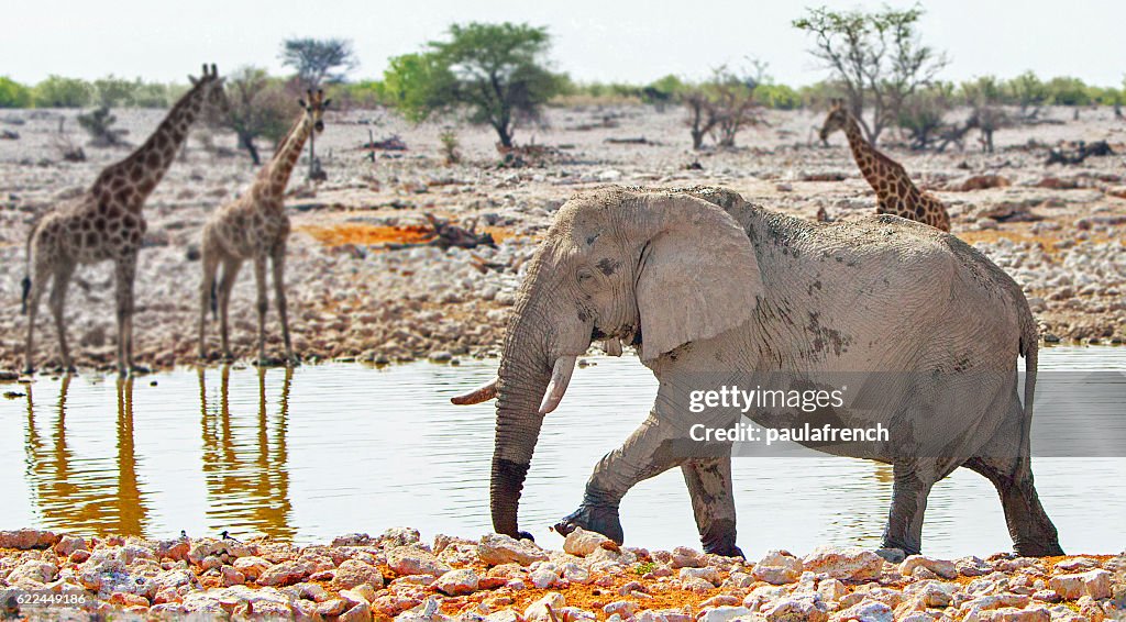 Elephant and giraffe at a waterhole in Etosha