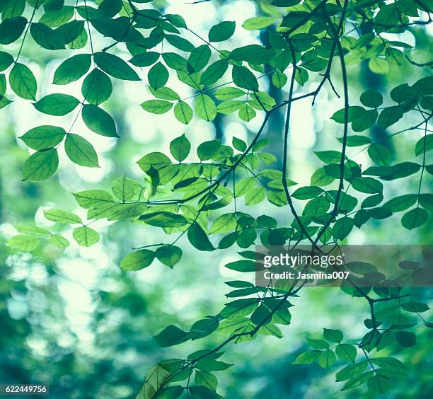 green leaves background - weelderige plantengroei stockfoto's en -beelden