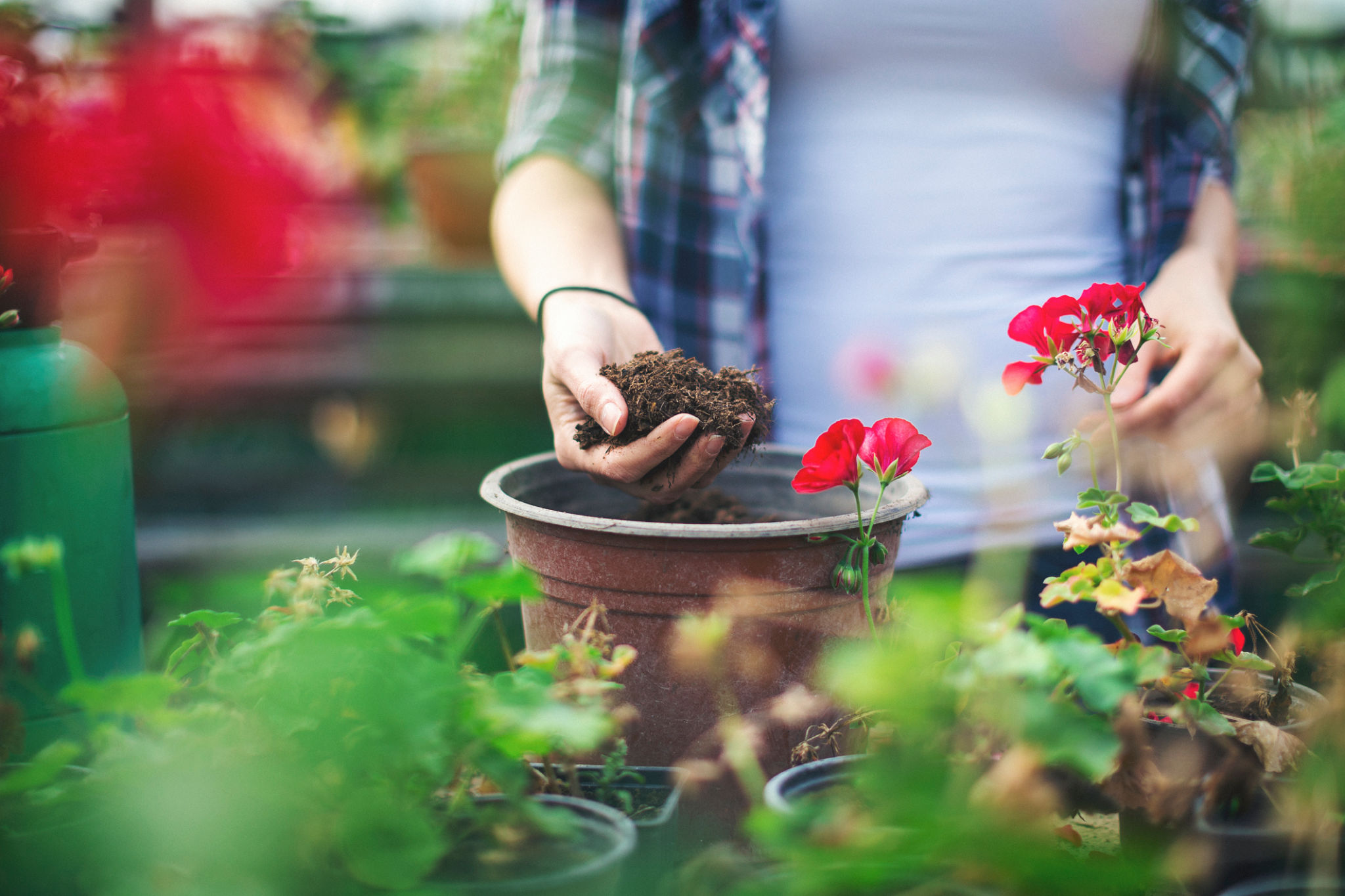 flower planting