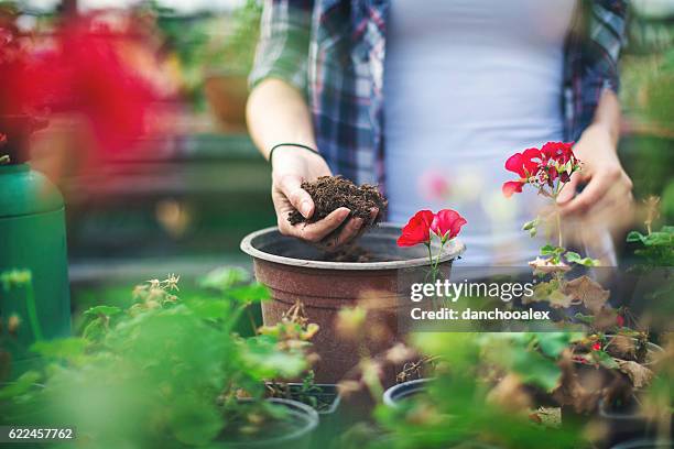 close up shot of hands working with soil - gardening hands stock pictures, royalty-free photos & images