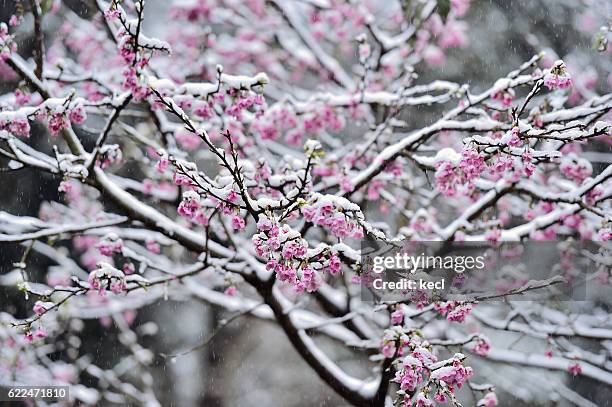 cherry blossoms covered in snow - cherry blossoms in full bloom in tokyo imagens e fotografias de stock