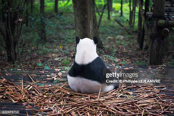 giant panda's back sitting in the wood - chengdu - costas de animal - fotografias e filmes do acervo