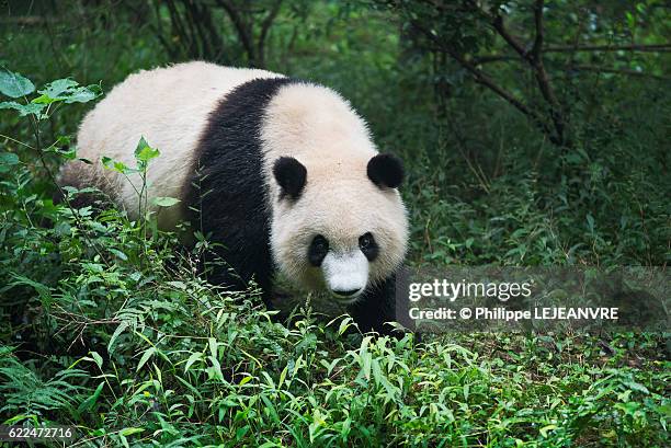 Giant Panda Walking Photos And Premium High Res Pictures Getty Images giant-panda-walking-photos-and-premium-high-res-pictures-getty-images