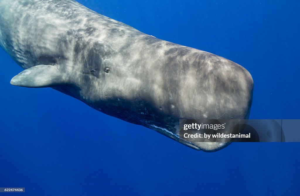 Sperm Whale Underwater