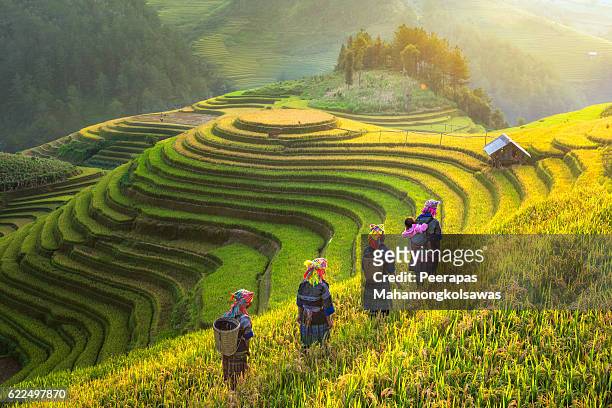 farmer in rice terrace vietnam come back to home - vietnamita fotografías e imágenes de stock