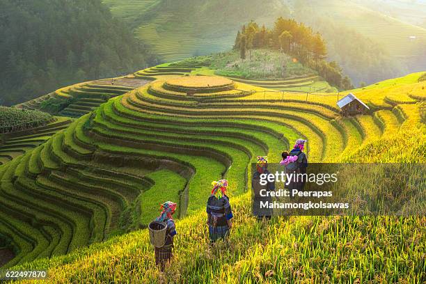 farmer in rice terrace vietnam come back to home - yên bái province stock pictures, royalty-free photos & images