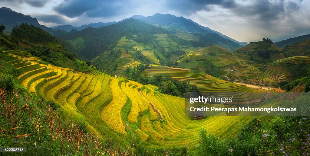 Rice Fields on terraced Mu Cang Chai Panorama shot