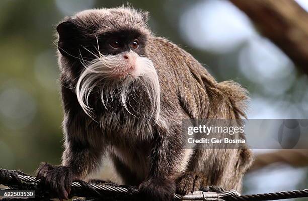 emperor tamarin - tamarin monkey stock pictures, royalty-free photos & images