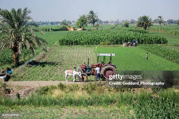 egypt: farm - agricultural equipment bildbanksfoton och bilder