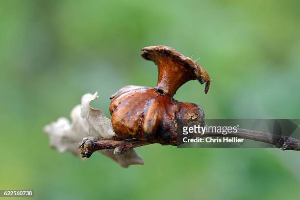 knopper gall on acorn oak - gal stockfoto's en -beelden