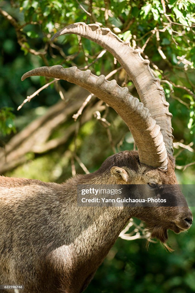 Pyrenean Ibex,Capra pyrenaica pyrenaica, Hautes Pyrenees, Midi Pyrenees, France