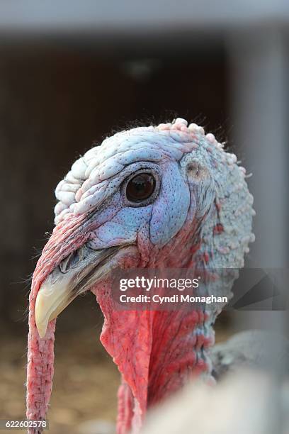 turkey - ugly turkey stock pictures, royalty-free photos & images