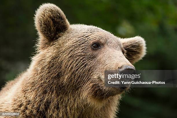 brown bear,ursus arctos,pyrenees animal park, argelès-gazost, hautes pyrenees, midi pyrenees, france - pyrénées stock-fotos und bilder